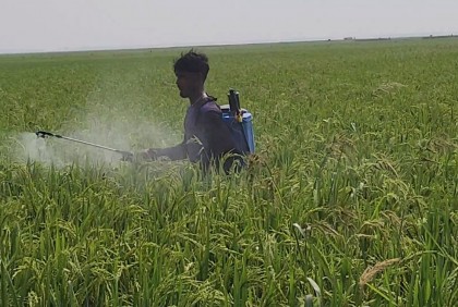 এবার ঈদের আমেজ নেই নেত্রকোনার হাওরের কৃষকদের

