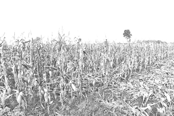 ভুট্টা খেতে ছত্রাকজনিত রোগ