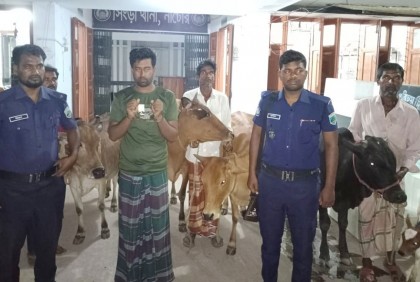 সিংড়ায় চারটি চোরাই গরু উদ্ধার, গ্রেফতার ১