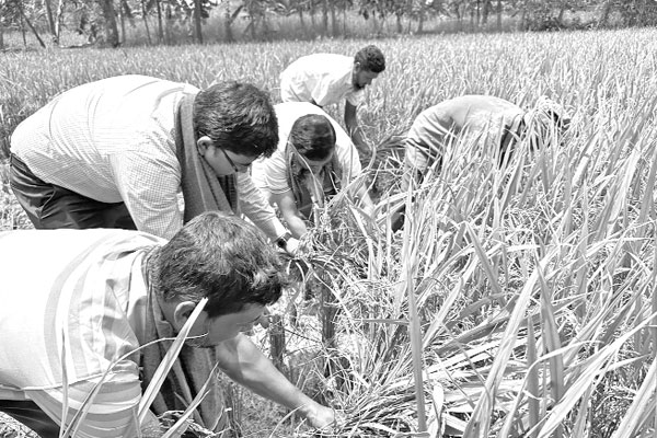 ঘরে ঘরে বোরো তোলার উৎসব
