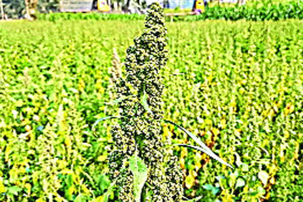 কিনোয়া চাষে মার্কিন প্রবাসীর বাজিমাত