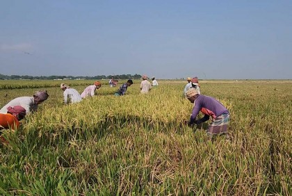 নেত্রকোনার হাওরাঞ্চলে বাম্পার ফলন, শুরু হয়েছে ধান কাটা 