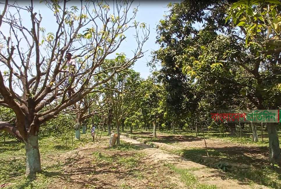 তীব্র খরায় ঝরে যাচ্ছে আমের গুটি, উৎপাদন বিপর্যয়ের শঙ্কা