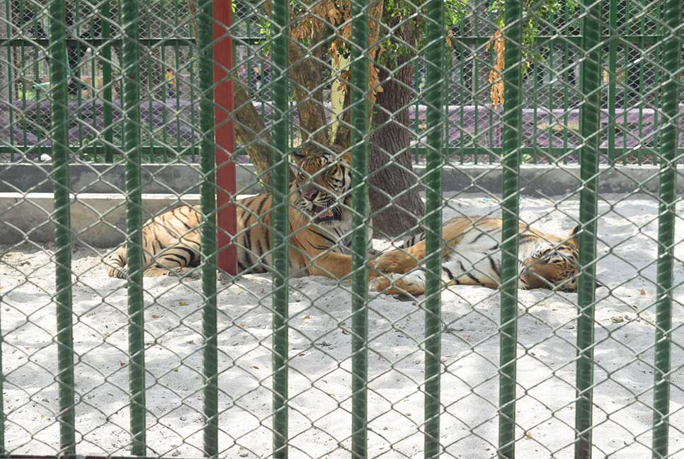 তাপদাহে রংপুর চিড়িয়াখানায় প্রাণিদের হাঁসফাঁস