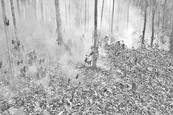 শাল-গজারি বনে রহস্যময় আগুন