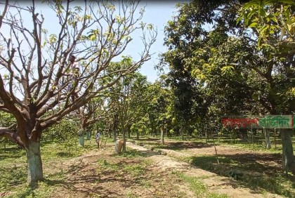 তীব্র খরায় ঝরে যাচ্ছে আমের গুটি, উৎপাদন বিপর্যয়ের শঙ্কা