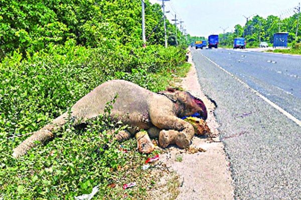 সড়কের পাশে হাতির মরদেহ, দাঁত উধাও