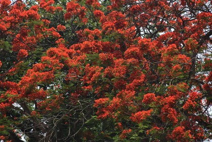 রাজবাড়ীর পথে-প্রান্তরে দৃষ্টিনন্দন কৃষ্ণচূড়া