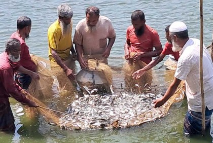জি-৩ রুই রেনু পোনা চাষে লাখপতি রাজারহাটের ফারুক