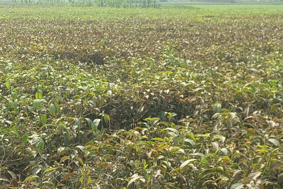 তীব্র তাপদাহে মরে যাচ্ছে চা বাগান 