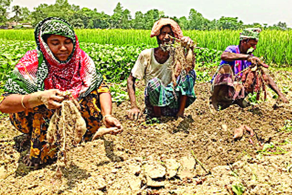 চরে জাপানি মিষ্টি আলু চাষে ঝুঁকছে কৃষক