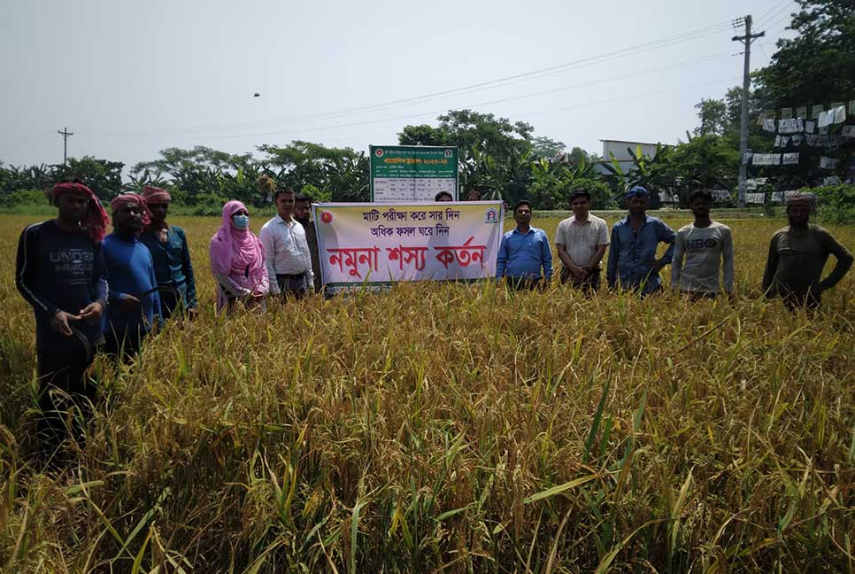 টুঙ্গিপাড়ায় সুষম মাত্রায় সার প্রয়োগে বোরোর বাম্পার ফলন