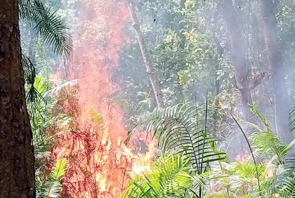 নবাবগঞ্জ জাতীয় উদ্যানের শালবনে আগুন