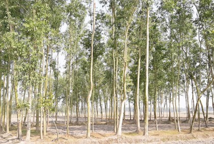 মাটির পুষ্টি কমায় ইউক্যালিপটাস