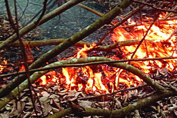 সুন্দরবনে বিশাল এলাকায় আগুন