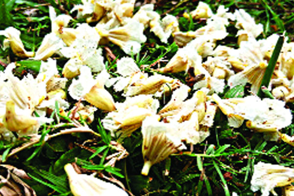 বিরল পারুলে মাতোয়ারা পথিক