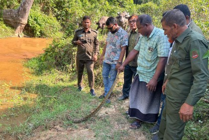 চকরিয়ায় অজগর সাপ উদ্ধার করে অবমুক্ত