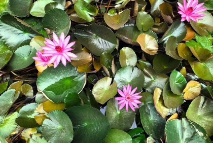 দিনাজপুরে ফুটেছে নানা রঙের ফুল  