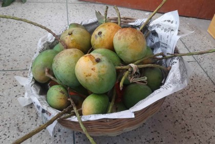 সাতক্ষীরার আম ক্যালেন্ডার ঘোষণা, ৯ মে থেকে বাজারজাত