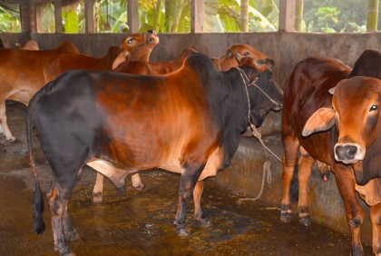 বগুড়ায় কোরবানির জন্য প্রস্তুত ৭ লাখ ৩৫ হাজার পশু