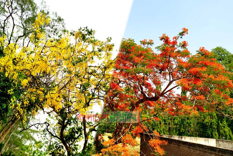 সোনালু-কৃষ্ণচূড়া ফুলে রঙিন ইবি ক্যাম্পাস