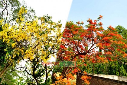সোনালু-কৃষ্ণচূড়া ফুলে রঙিন ইবি ক্যাম্পাস