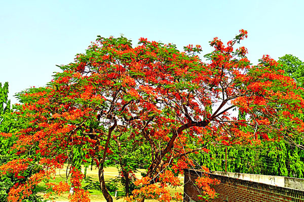 সোনালু-কৃষ্ণচূড়ায় রঙিন ক্যাম্পাস