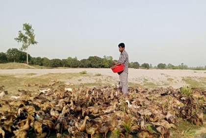 নদীর চরে হাঁসের 
খামারে বদলেছে ফারুকের জীবন