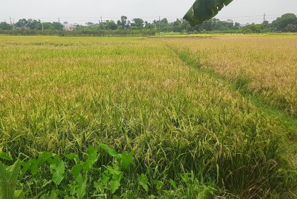 মাদারীপুরে বোরোর বাম্পার ফলন