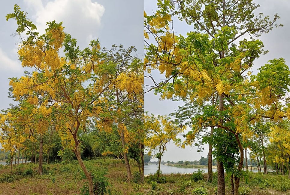 সৌন্দর্য ছড়াচ্ছে সোনালু ফুল