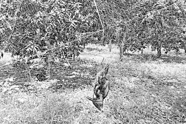 ফাঁদে প্রাণ যাচ্ছে হাজারো পাখির