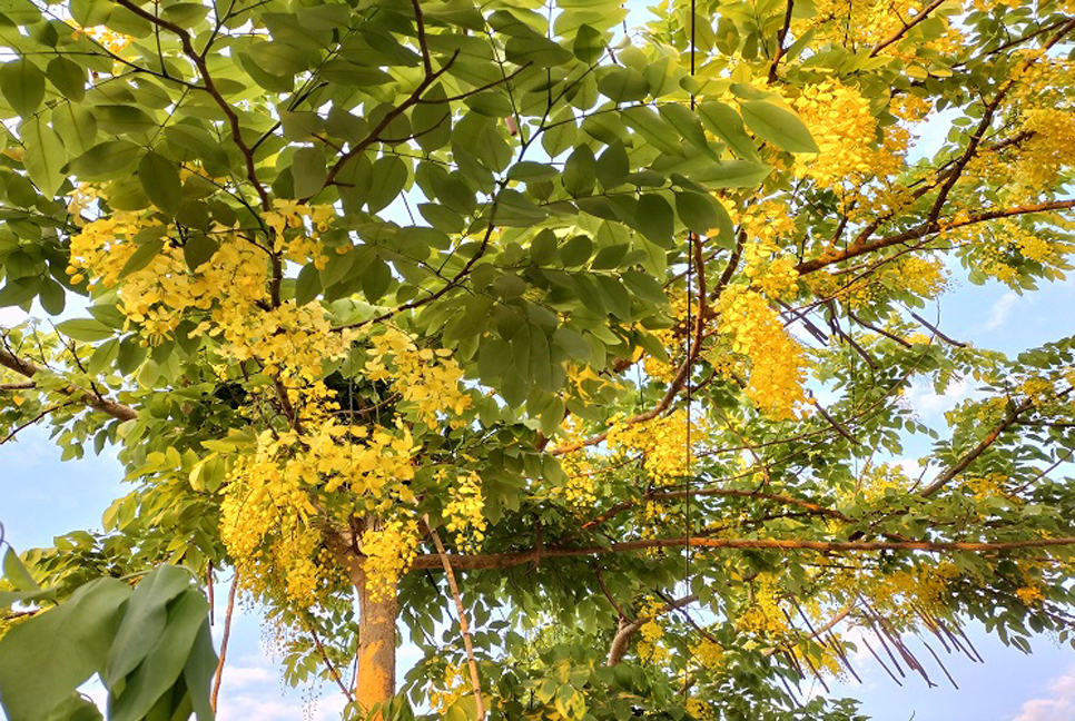 সৌন্দর্য ছড়াচ্ছে সোনালু ফুল