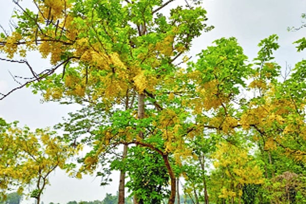 সৌন্দর্য ছড়াচ্ছে সোনালু ফুল