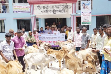 গলাচিপায় জেলেদের মাঝে ৩২টি বকনা বাছুর বিতরণ