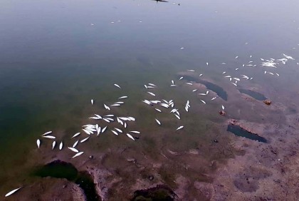 বিষ দিয়ে বীরগঞ্জে পুকুরে মাছ নিধনের অভিযোগ