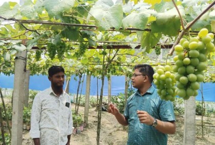কুমিল্লার মাঠে বাড়ছে বাণিজ্যিক আঙুর চাষ 