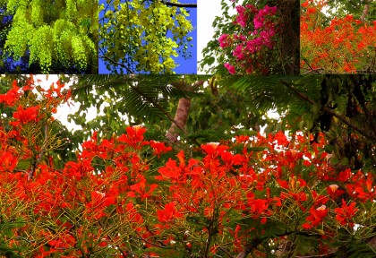 ফুলে ফুলে সেজেছে ‘তৃষিত’ পাহাড়
