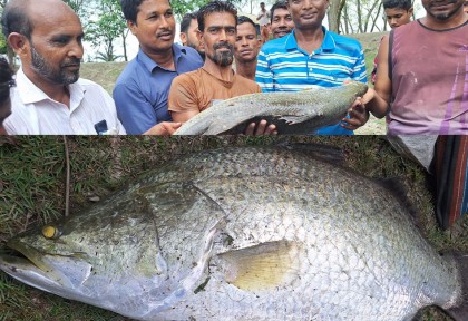 কমলার দিঘির ৩ কোরাল বিক্রি হলো ৪০ হাজারে
