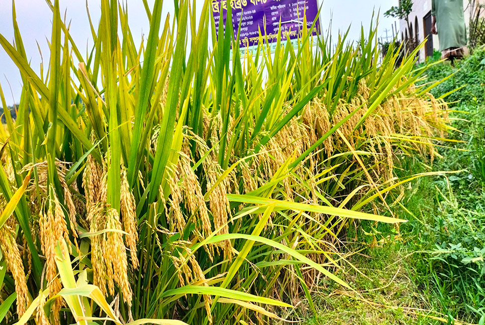 গোপালগঞ্জে নতুন জাতের ব্রি হাইব্রিড ৮ ধান চাষাবাদ