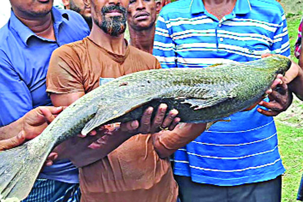 দিঘিতে এক মণ ওজনের তিন কোরাল বিক্রি ৪০ হাজারে