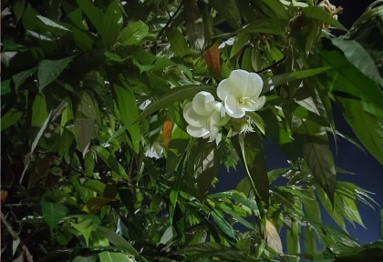 ফুটলো অতি বিরল বনআসরা
