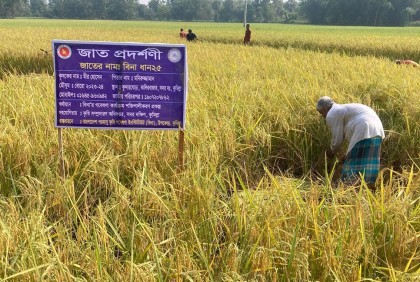 'মিনিকেট' প্রতারণা ঠেকাবে মাঠের বিনা ধান-২৫ 