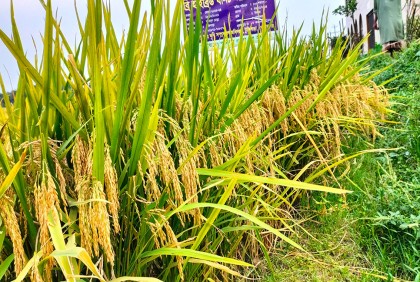 গোপালগঞ্জে নতুন জাতের ব্রি হাইব্রিড ৮ ধান চাষাবাদ