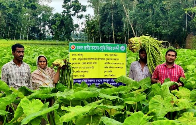 ঝুঁকি ছাড়াই বেশি লাভ, কচুলতি চাষে ঝুঁকছেন কৃষকরা
