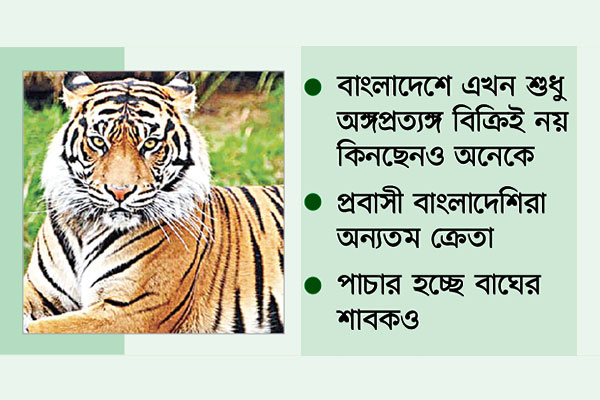 বাঘের অঙ্গ যায় কোথায়