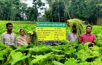 ঝুঁকি ছাড়াই বেশি লাভ, কচুলতি চাষে ঝুঁকছেন কৃষকরা