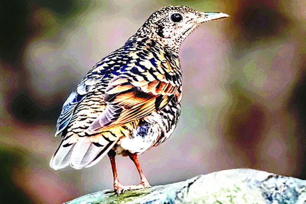 বিচিত্র বর্ণের পাখি রঙিলা দোয়েল