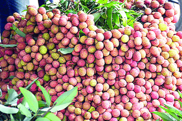 দেশসেরা দিনাজপুরী লিচু বাজারে