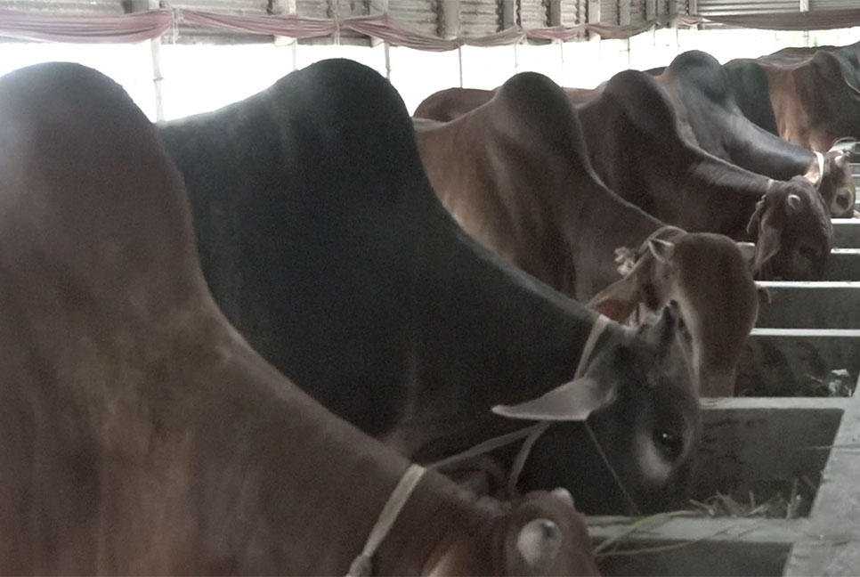 টাঙ্গাইলে কোরবানির জন্য ২ লাখ পশু প্রস্তুত
