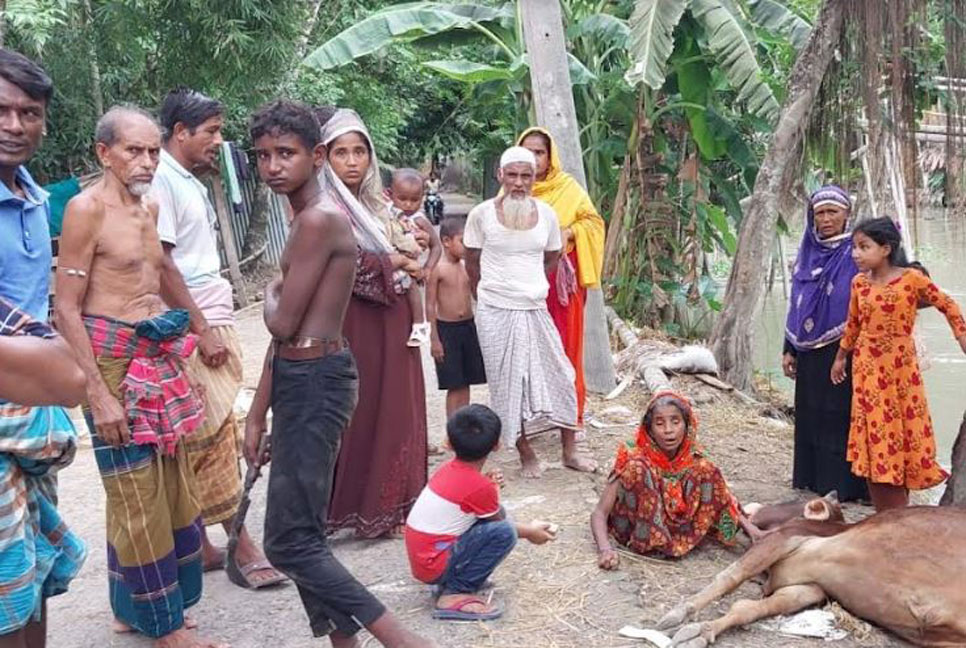 বিষাক্ত খাবার খেয়ে মারা গেল কৃষকের ৩টি গরু 